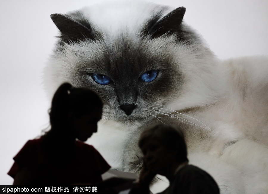 俄羅斯莫斯科舉行國(guó)際貓展 喵星人呆萌可愛(ài)