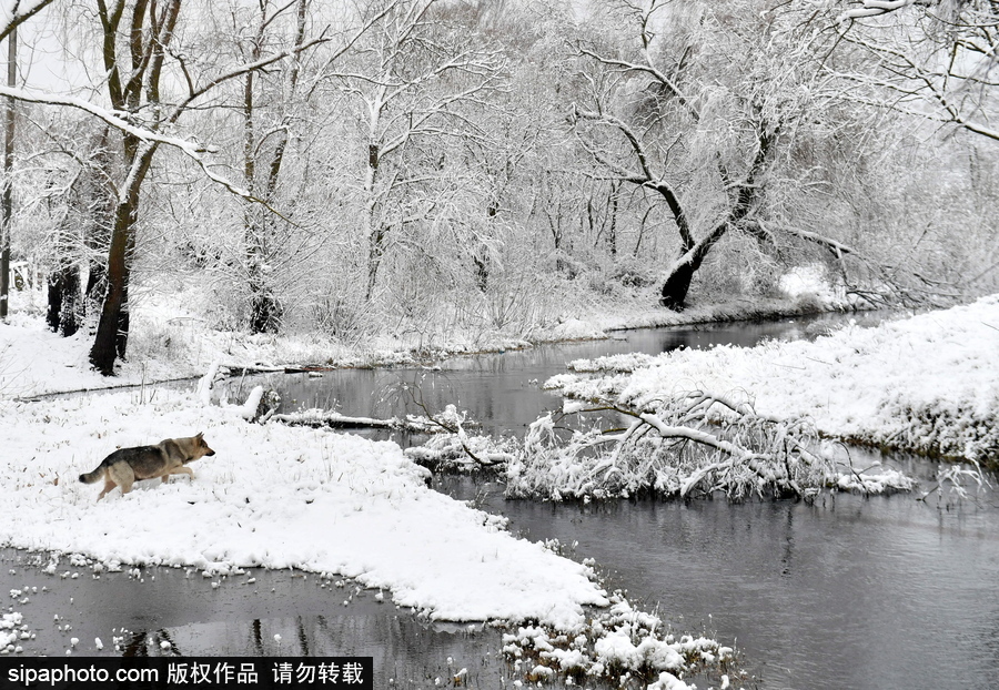 生活在冰雪童話之中 白俄羅斯鄉村冬雪覆蓋