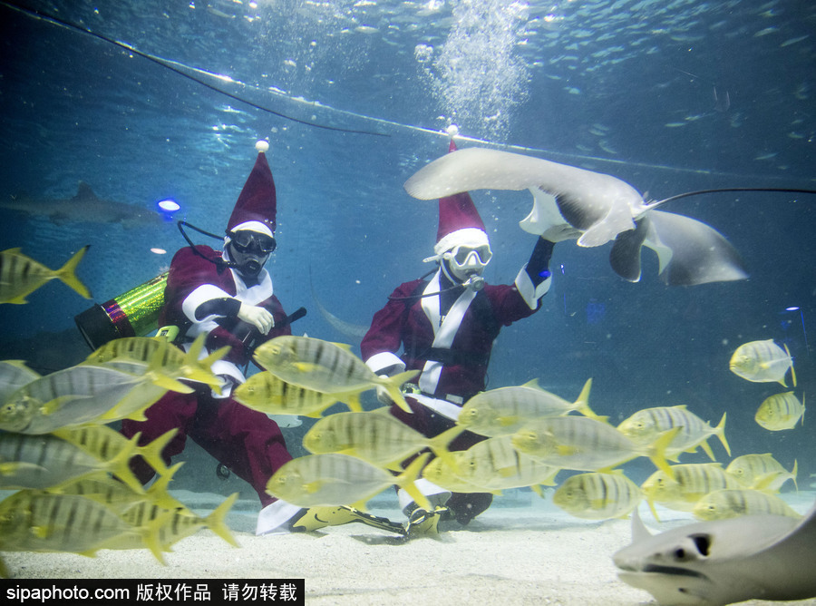圣誕老人無(wú)處不在 韓國(guó)潛水員穿圣誕裝與魚(yú)群共舞