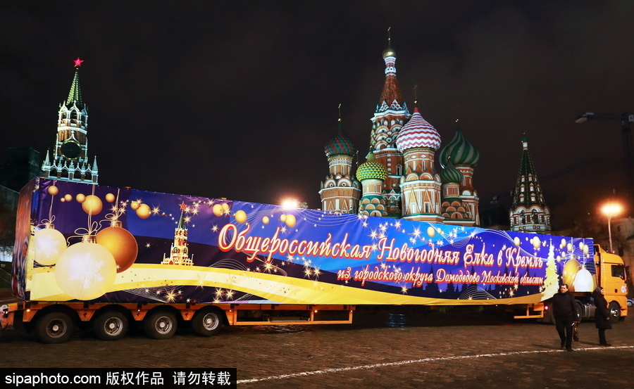 迎接圣誕節(jié)！ 巨型圣誕樹搭乘卡車運抵克里姆林宮