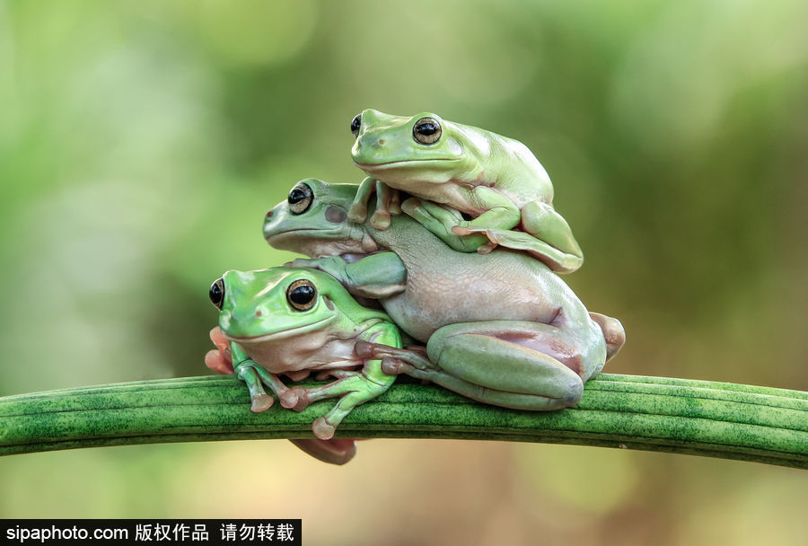 你的“蛙兒子”回來了嗎？盤點(diǎn)動(dòng)物界佛系蛙日常萌照