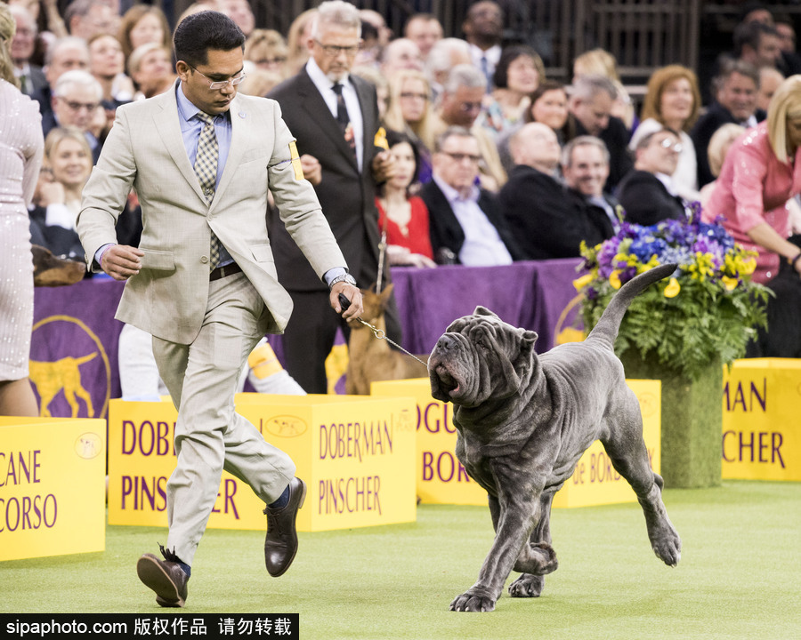 威斯敏斯特142屆狗展開(kāi)幕 萌犬與主人互動(dòng)樂(lè)趣十足