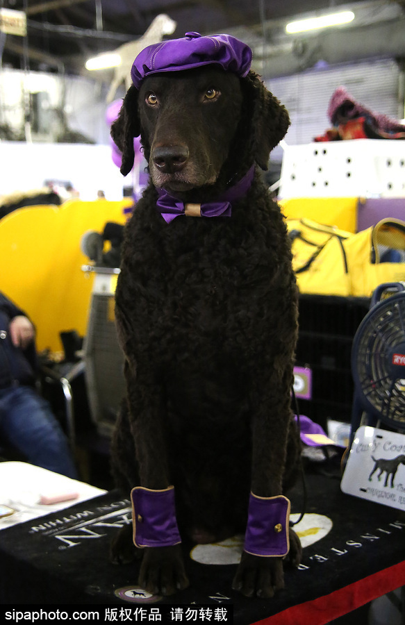 威斯敏斯特142屆狗展開幕 萌犬與主人互動(dòng)樂趣十足