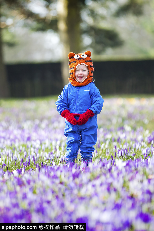 天真爛漫！ 兒童薰衣草花田玩耍童趣無限