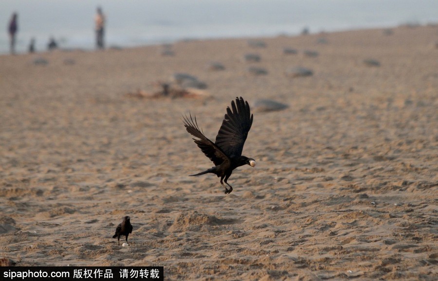 印度海灘現(xiàn)大批欖蠵龜 點(diǎn)狀排列刨沙產(chǎn)卵