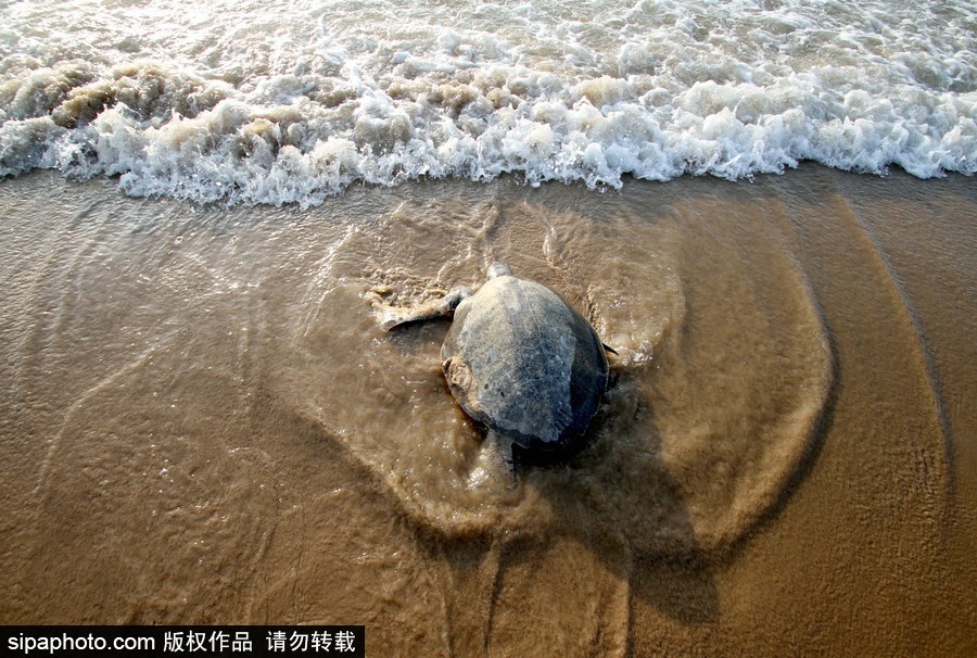 印度海灘現(xiàn)大批欖蠵龜 點狀排列刨沙產卵