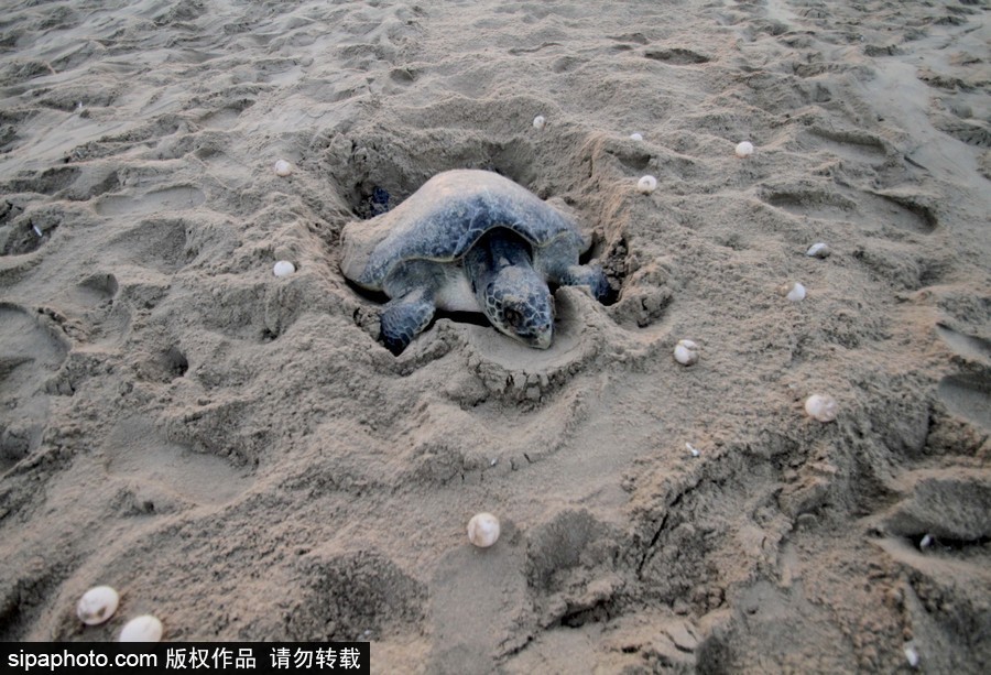 印度海灘現大批欖蠵龜 點狀排列刨沙產卵