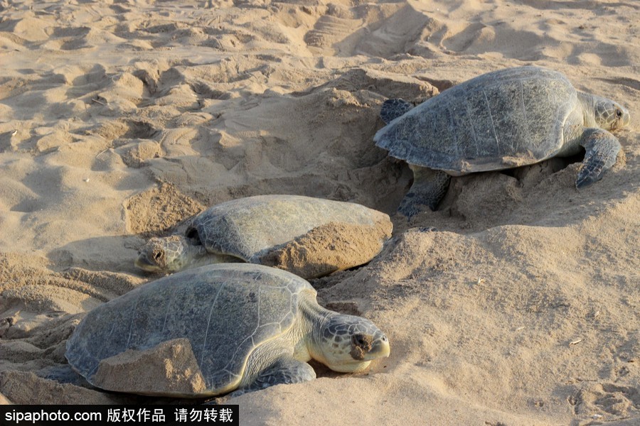 印度海灘現(xiàn)大批欖蠵龜 點狀排列刨沙產(chǎn)卵