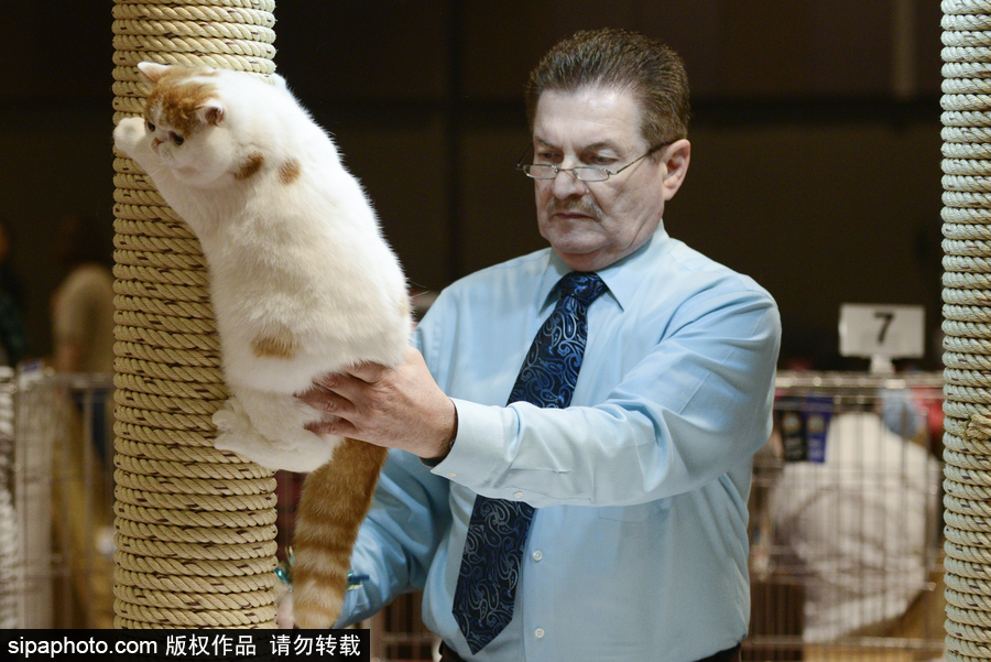 來自喵星界的霸氣！曼谷國際亞洲貓展萌態百樣