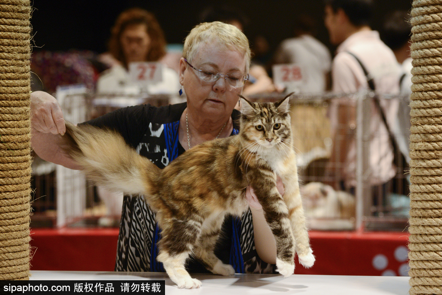 來自喵星界的霸氣！曼谷國際亞洲貓展萌態百樣