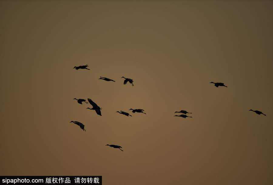 世界上最大的遷移之一 攝影實拍內布拉斯加州沙丘鶴大遷徙