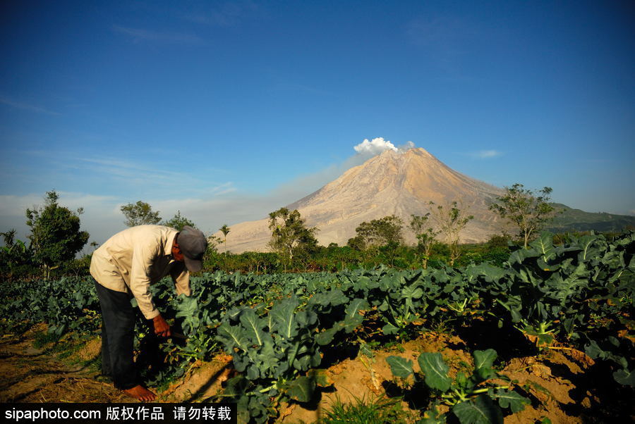 印尼錫納朋火山暫時趨于平緩 農(nóng)民菜田淡定勞作