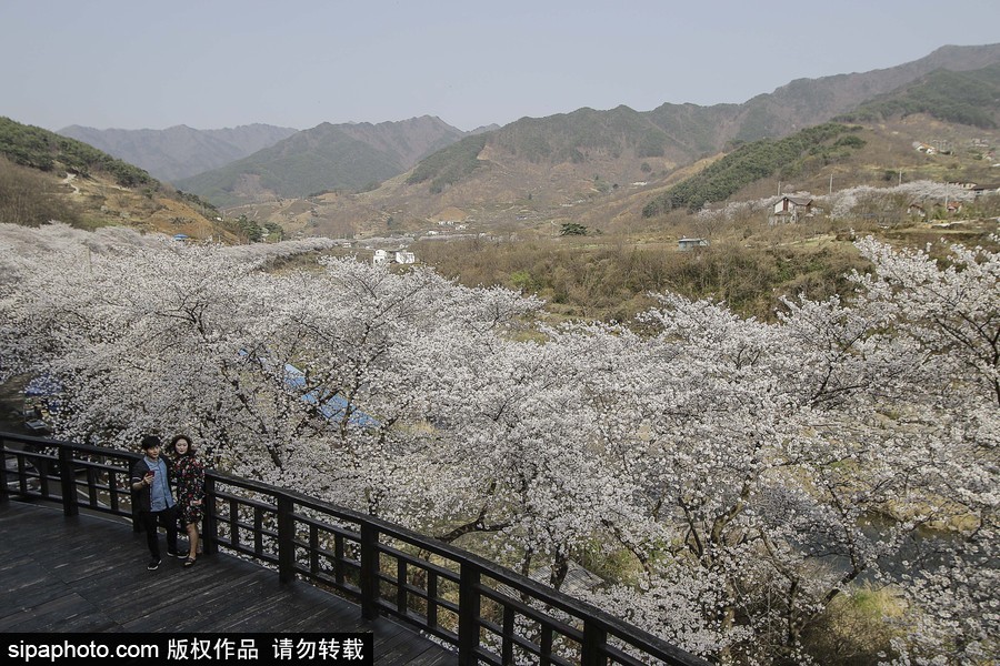 河東十里櫻花路！韓國河東郡櫻花盛放春意醉人