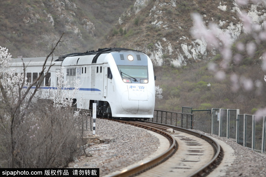 北京現(xiàn)最美列車(chē)線！居庸關(guān)小火車(chē)穿越“花海”美如仙境