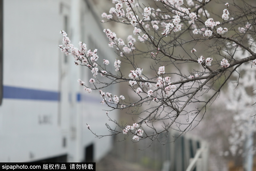 北京現最美列車線！居庸關小火車穿越“花海”美如仙境