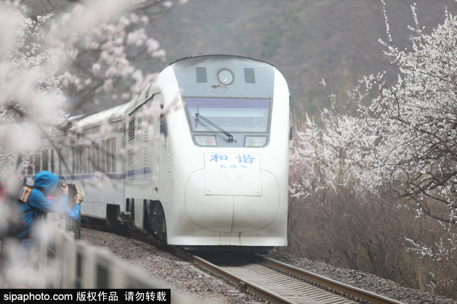 北京現(xiàn)最美列車線！居庸關小火車穿越“花海”美如仙境