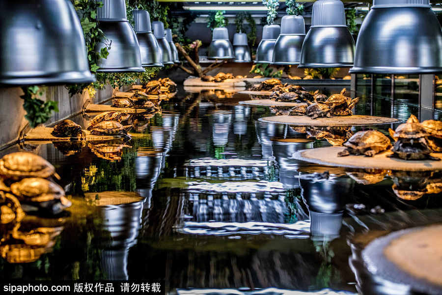 烏龜大世界 探訪芬蘭阿爾芬海龜中心