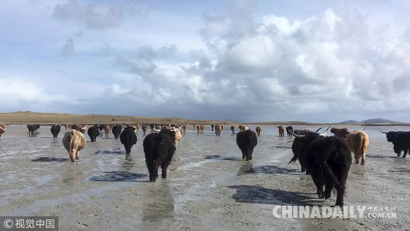 荒島來(lái)客！英國(guó)主人帶牛群“渡海”到無(wú)人島產(chǎn)仔