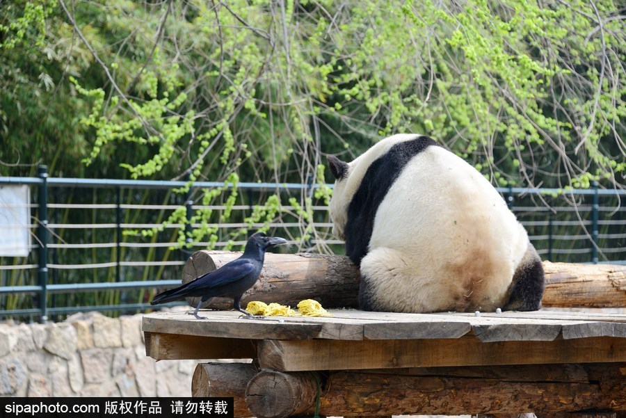 北京：膽大妄為！調皮烏鴉拔毛搭窩 大熊貓竟舒服“享受”