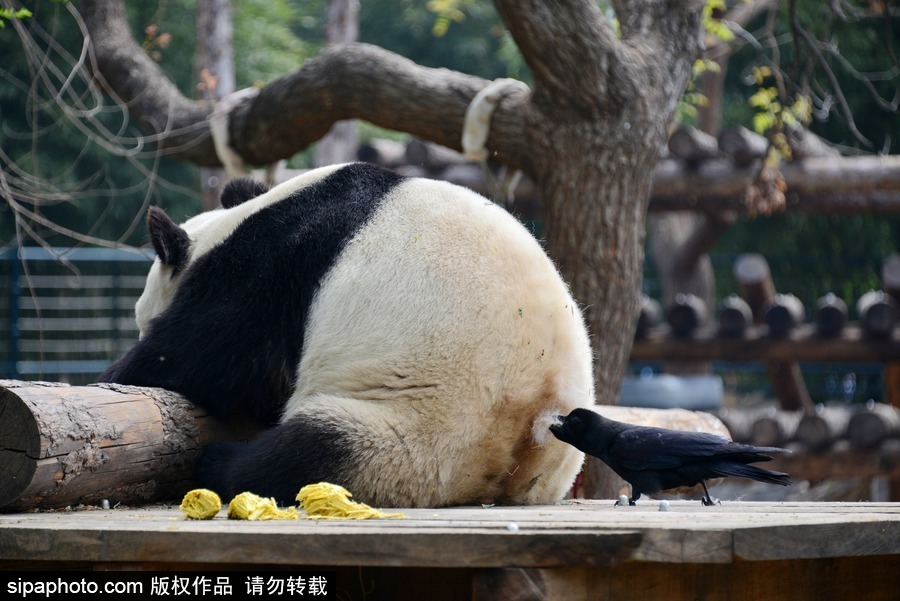 北京：膽大妄為！調(diào)皮烏鴉拔毛搭窩 大熊貓竟舒服“享受”