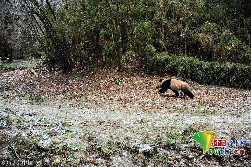 汶川地震十周年 實拍中國大熊貓保護研究中心新面貌