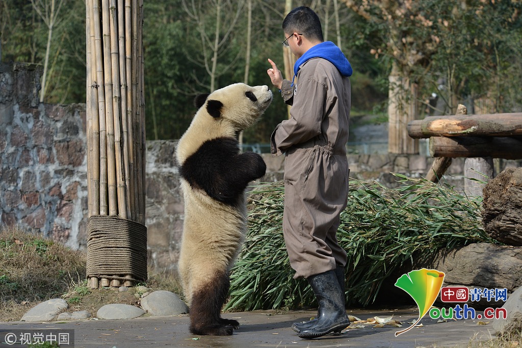汶川地震十周年 實(shí)拍中國(guó)大熊貓保護(hù)研究中心新面貌