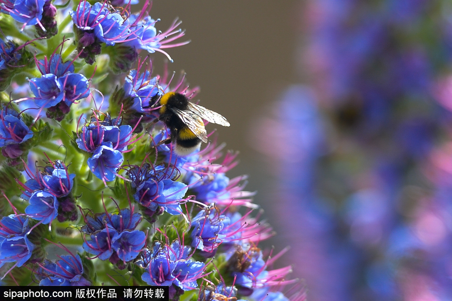 走進C羅的故鄉(xiāng) 小眾的“海上花園”馬德拉島