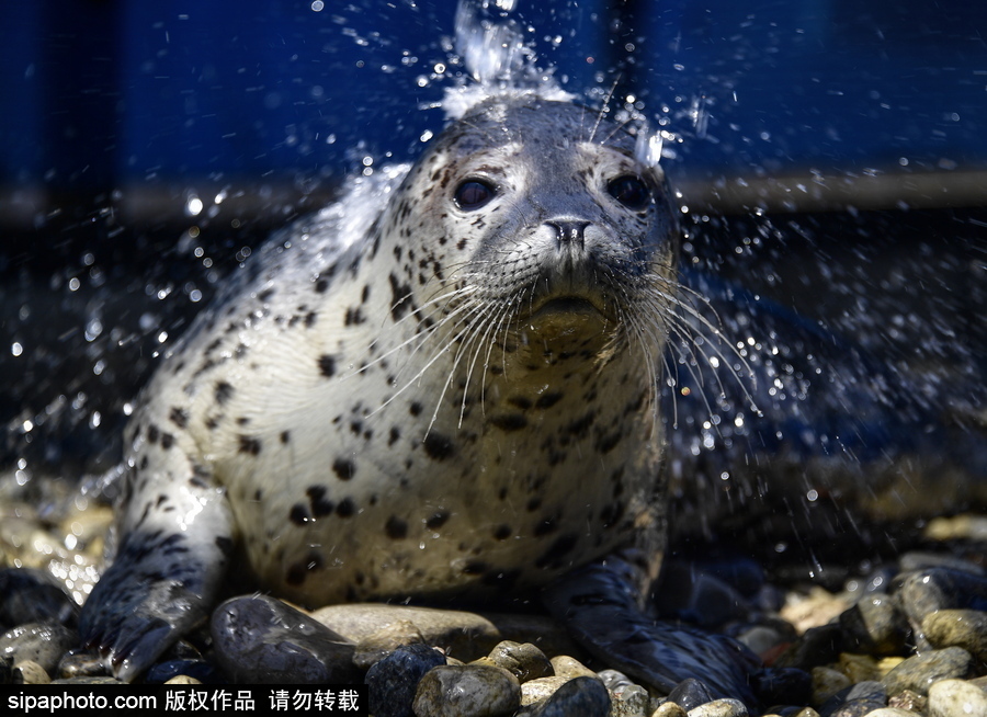 受傷后的避風港 探訪俄羅斯遠東地區海豹康復中心