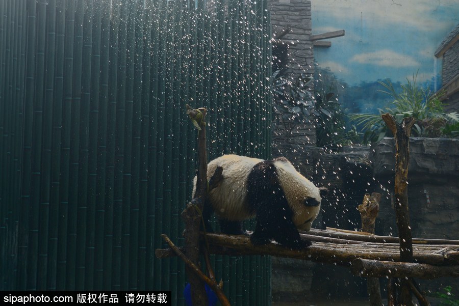 京城昨日創入夏最高氣溫 大熊貓淋浴降溫