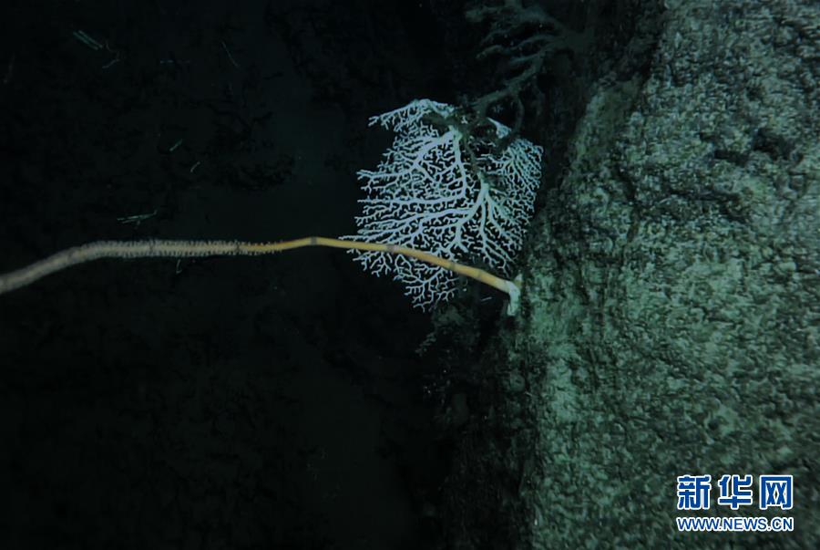 我國科學家在南海甘泉海臺首次發(fā)現冷水珊瑚群