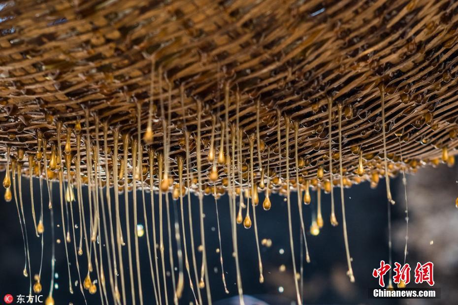 懸崖上的采蜜人 與幾萬只殺人蜂群在高空斗智斗勇