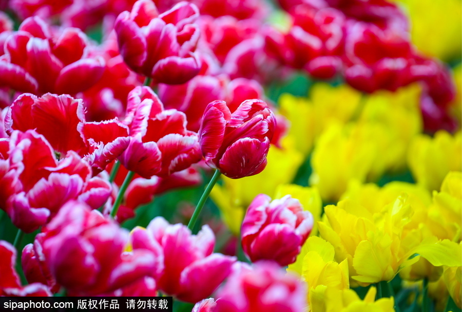 郁金香花節在俄羅斯圣彼得堡舉行 五顏六色花海迎客