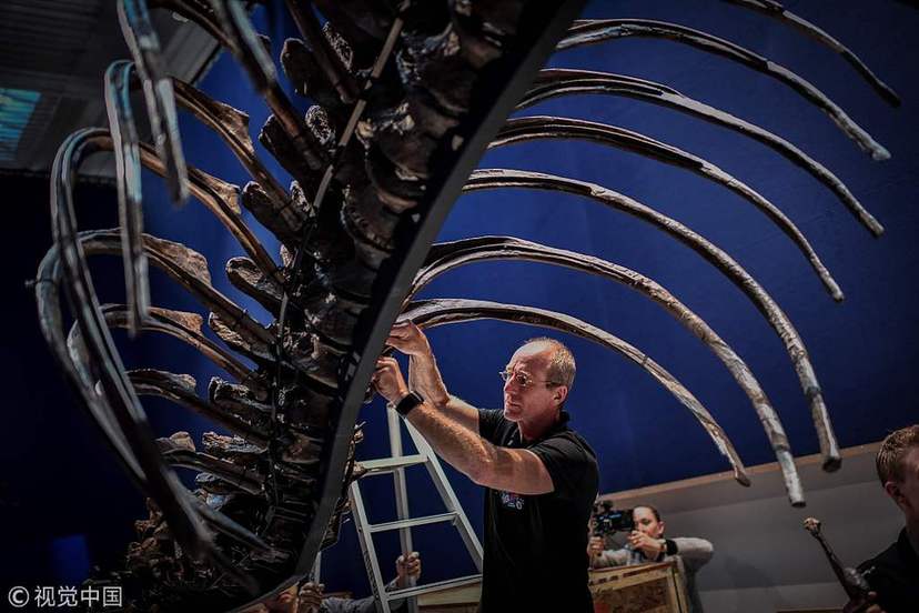 巴黎展出最完整霸王龍化石 尖牙利齒令人生畏