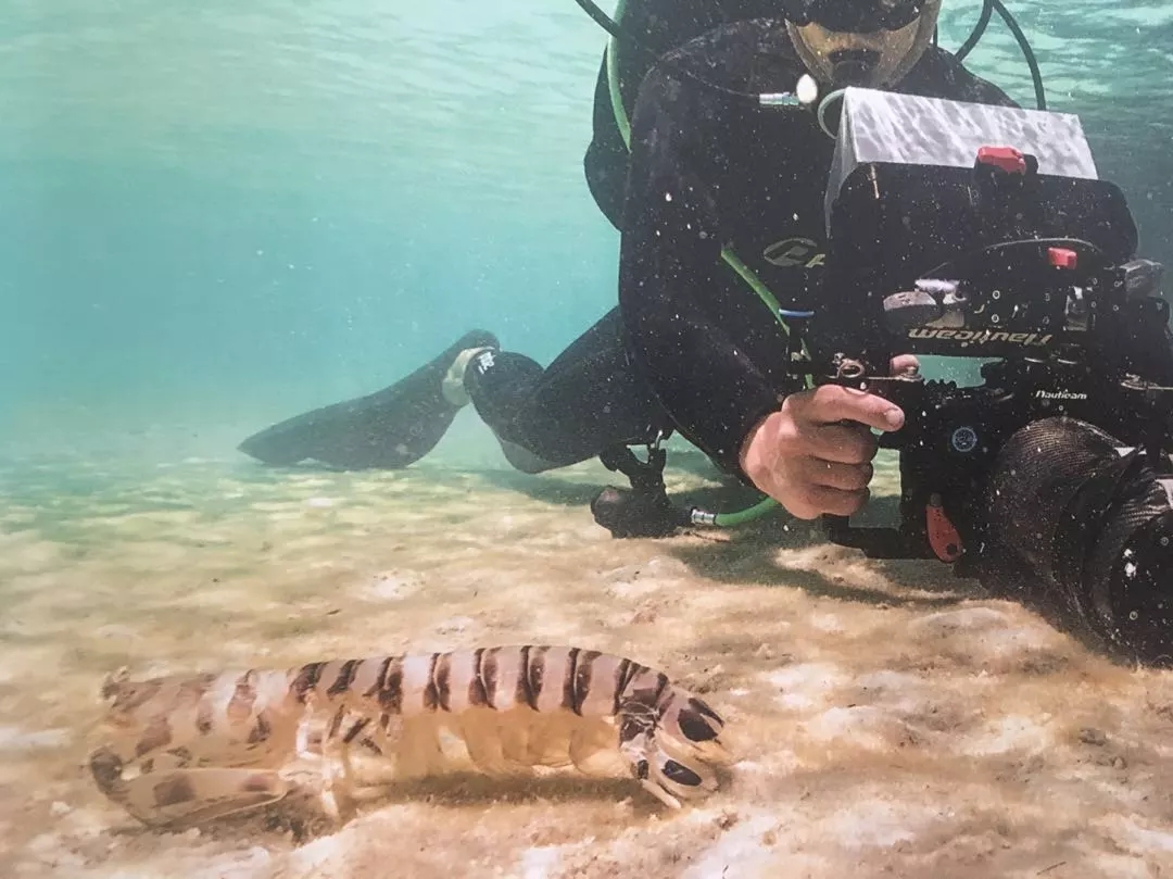 BBC《藍色星球Ⅱ》出書了,讀完想和海洋說聲:對不起