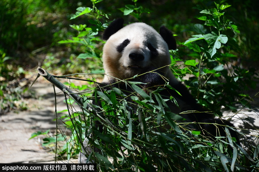 京城高溫難耐 大熊貓避暑美味不停生活愜意