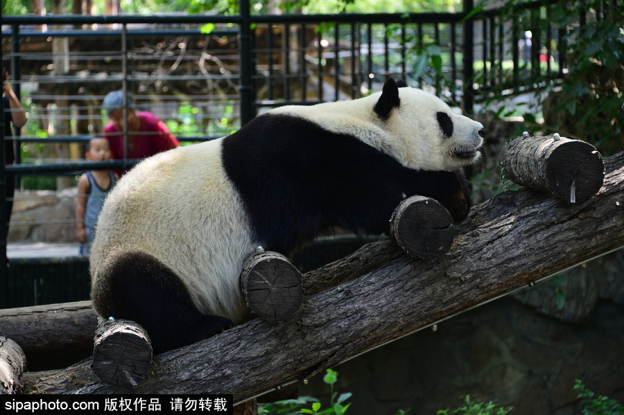 京城高溫難耐 大熊貓避暑美味不停生活愜意