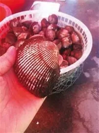 來青島開會,就順便逛吃逛吃山東吧!