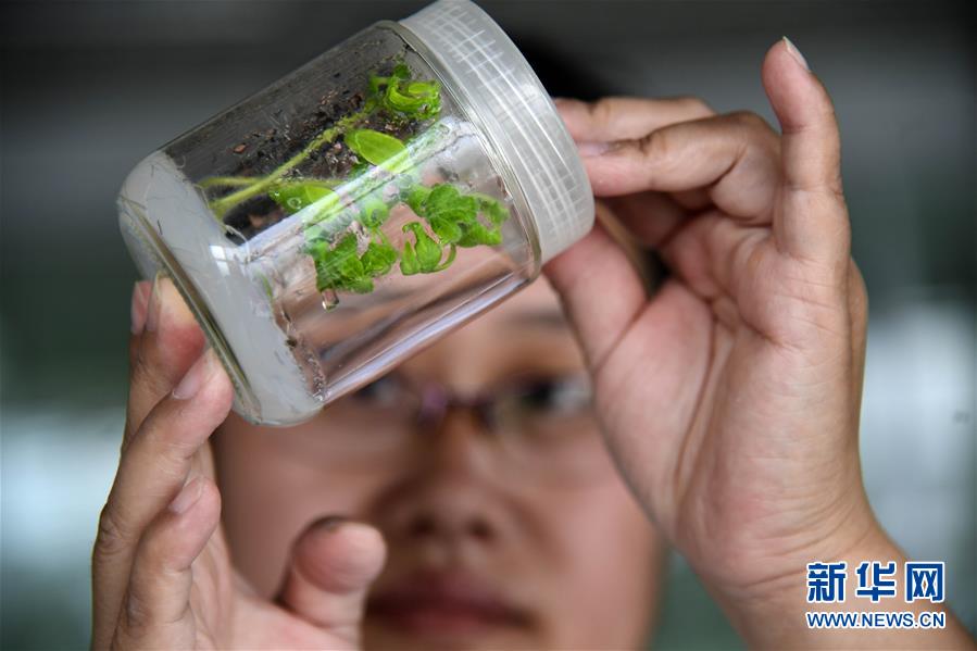 構建命運共同體 開啟上合新時代——習近平主席推動上合組織發展五年間