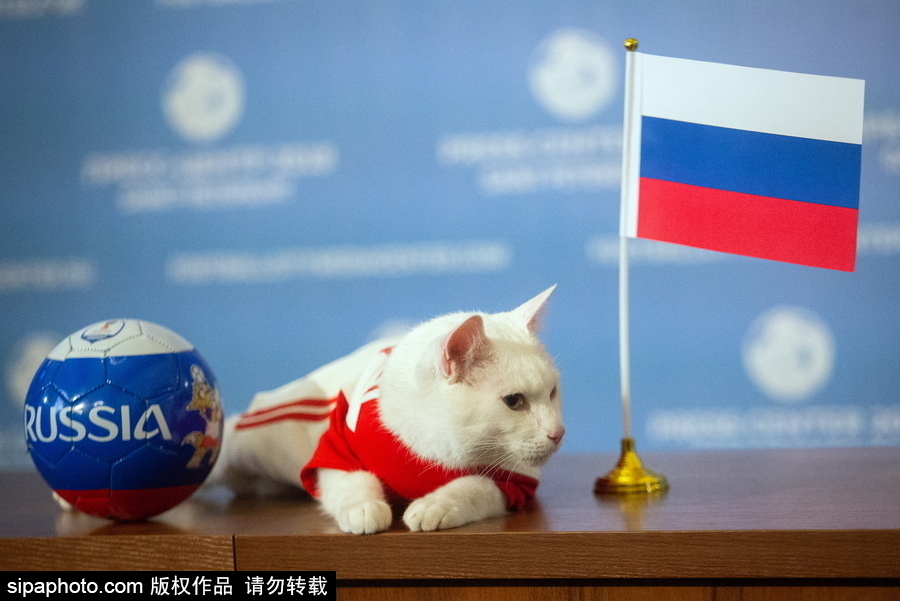 明星待遇！俄羅斯神貓預測2018世界杯揭幕戰勝者