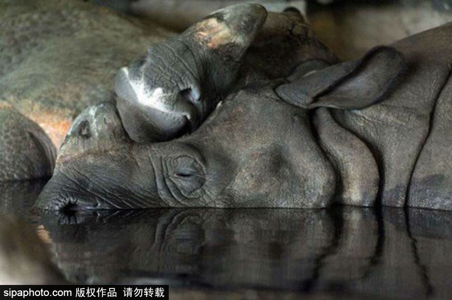 “網(wǎng)紅”犀牛千里尋“愛” 專人護送陣仗十足