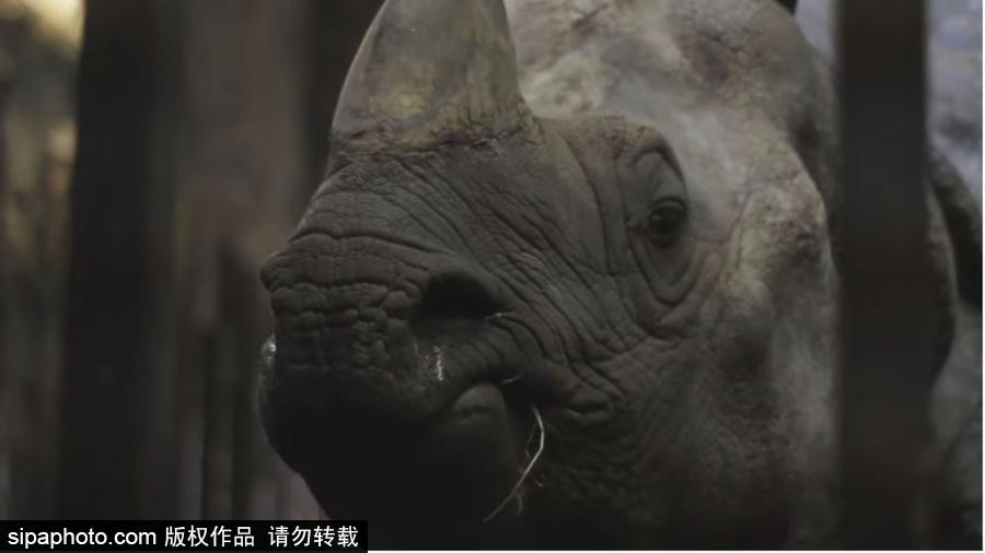 “網(wǎng)紅”犀牛千里尋“愛(ài)” 專人護(hù)送陣仗十足