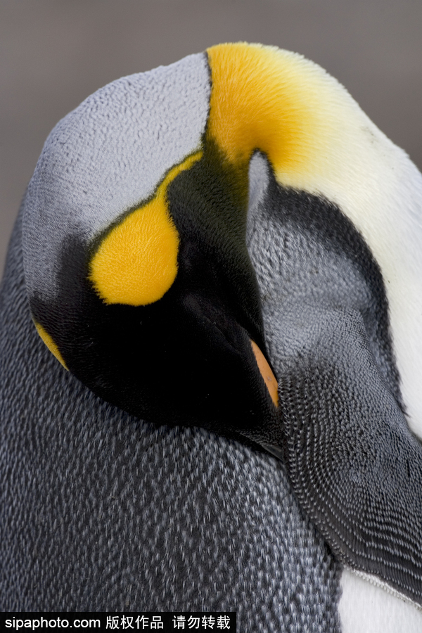 企鵝家族中的“大個頭” 帝企鵝晃頭晃腦超可愛