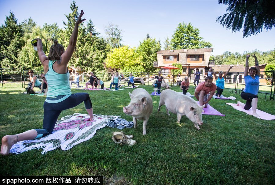 和諧！加拿大一農(nóng)場內(nèi)民眾練瑜伽 四只豬自由穿梭