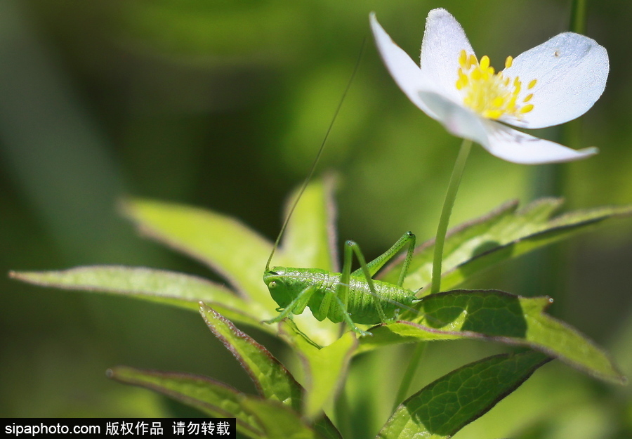 遠離塵囂的動物棲息地 探訪俄羅斯別廖佐夫斯基自然保護區