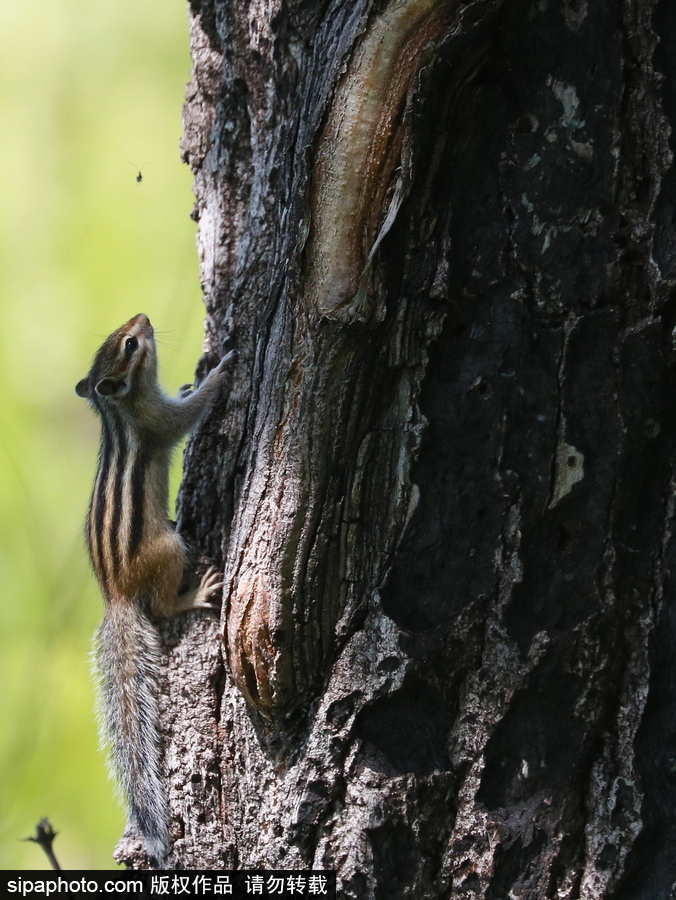 遠離塵囂的動物棲息地 探訪俄羅斯別廖佐夫斯基自然保護區
