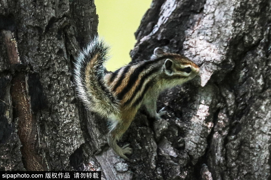遠離塵囂的動物棲息地 探訪俄羅斯別廖佐夫斯基自然保護區(qū)