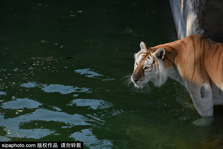 天氣熱得老虎也坐不住了！西班牙馬德里動物園猛虎水中避暑
