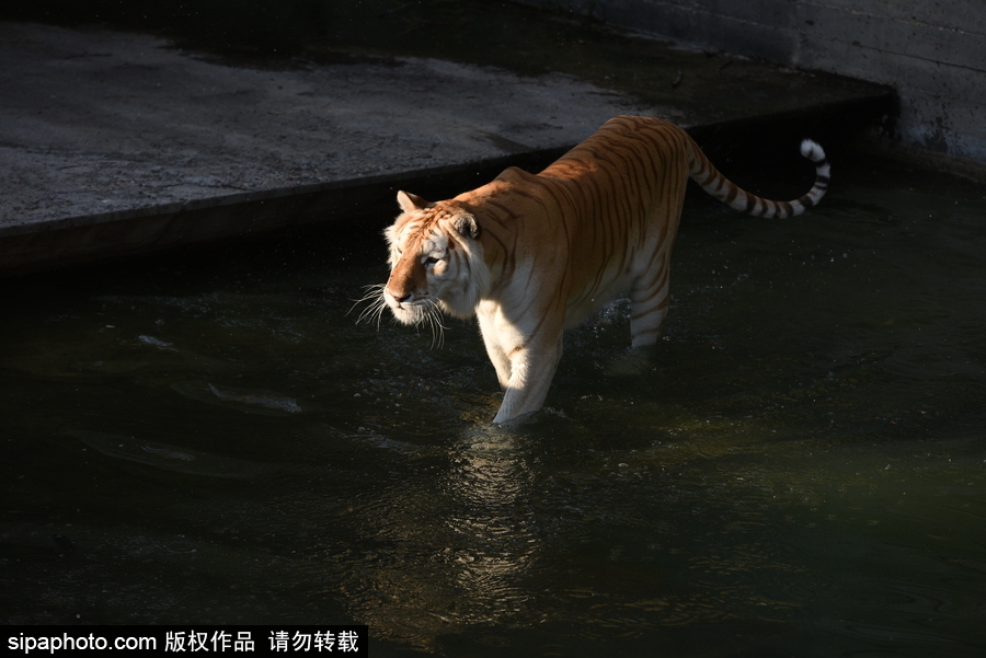 天氣熱得老虎也坐不住了！西班牙馬德里動物園猛虎水中避暑