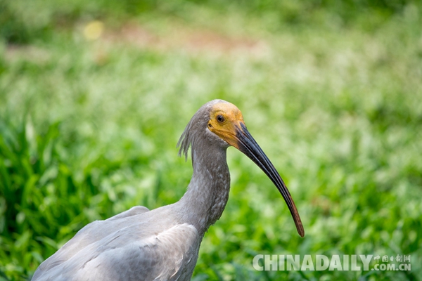 廣東長隆華南珍稀野生動物物種保護中心成功繁育珍稀鳥類朱鹮