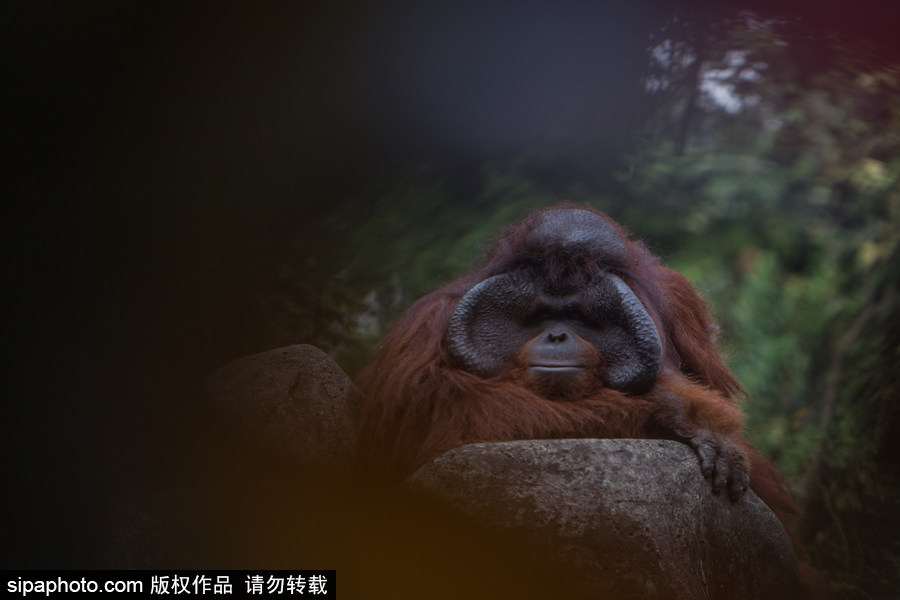 呆萌滑稽 印尼雅加達紅毛猩猩傻傻惹人愛！